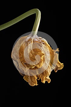 Wilted parrot tulip flower isolated against black