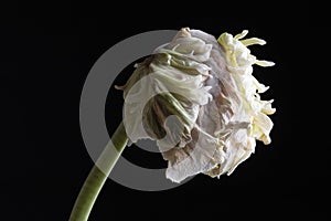 Wilted parrot tulip flower isolated against black