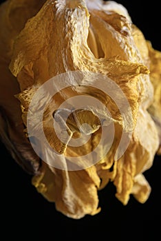 Wilted parrot tulip flower isolated against black