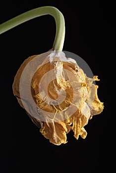 Wilted parrot tulip flower isolated against black