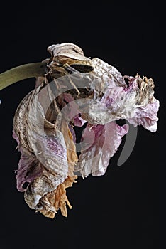 Wilted parrot tulip flower isolated against black