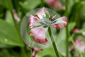 Wilted pink tulip