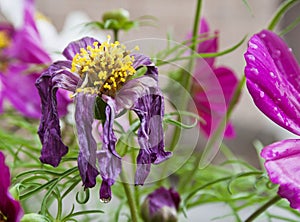 Wilted Purple Daisy with Live Purple Daisies