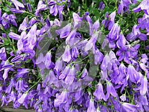 Wilted Purple Flowers in May in Spring