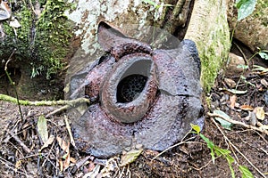 Wilted Rafflesia flower that turned black after blooming for one week.