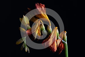 Wilted red freesia on black background