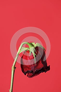 Wilted red rose on a red background photo