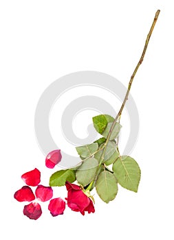 Wilted red rose flower and fallen petals isolated