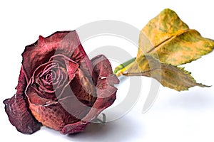 Wilted red rose photo