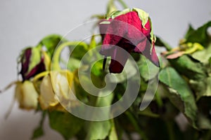 Wilted red and white rose on grey background