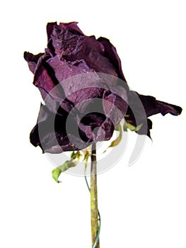 Wilted Rose photo