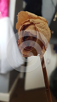 Wilted, rose, flower, peach, dextrose photo