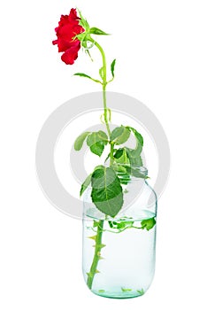 Wilted rose in glass jare isolated on a white