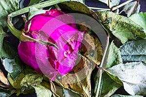 Wilted rose on pile of decaying leaves