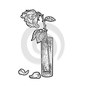 Wilted rose sketch vector illustration