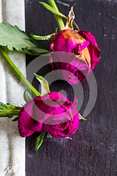 Wilted roses with fabric on slate background