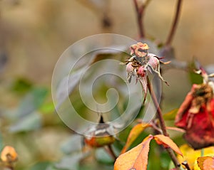 wilted roses garden autumn season nature