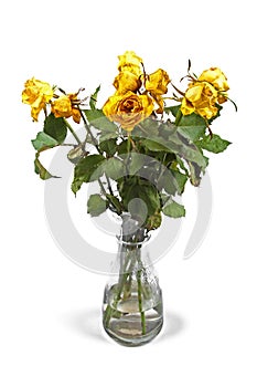 Wilted roses in vase isolated on white