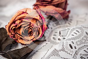 Wilted roses on a white embroidery fabric