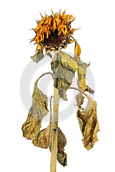 Wilted sunflower