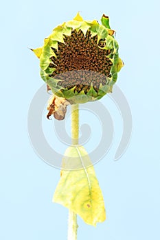 Wilted sunflower