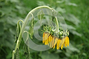 Wilted sunflower in the field