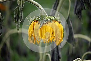 Wilted sunflower in the field