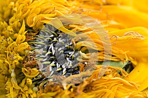 Wilted sunflower petals photo