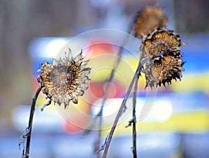 wilted sunflower plant on the field in november