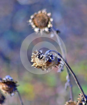 wilted sunflower plant on the field in november