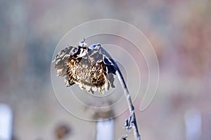 wilted sunflower plant on the field in november