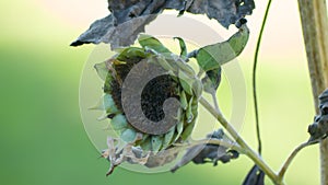 A wilted sunflower taken in macro