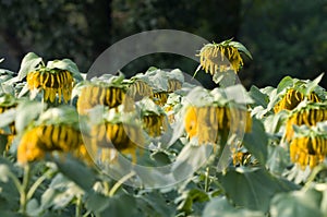 Wilted sunflowers