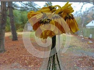 Wilted Sunflowers Against Window Glass