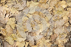 Wilted teak leaf heaping on the ground at autumn