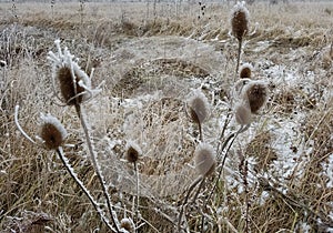 Wilted thistle in a frozen field