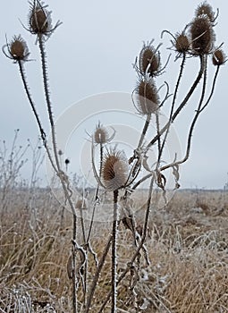 Wilted thistle in a frozen field