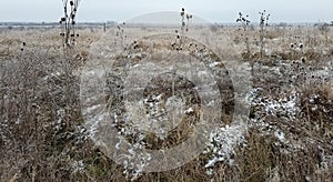 Wilted thistle in a frozen field