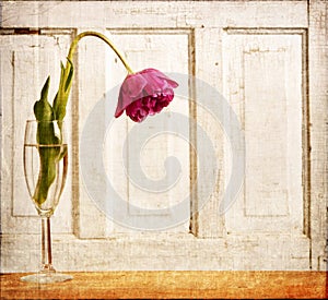 Wilted tulip