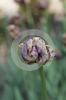 Wilted tulip