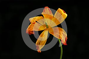 Wilted tulip against black