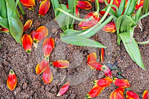 Wilted tulip at end of season