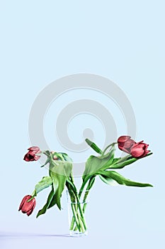 Wilted tulip flowers in the glass