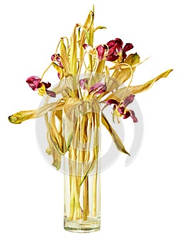 Wilted tulips in vase