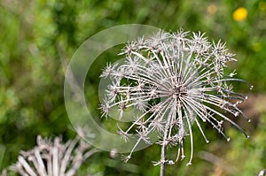 A wilted umbel of a wild carrot