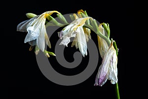 Wilted white freesia on black background