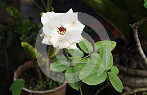 A wilted white rose growing