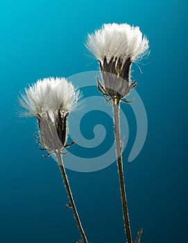 Wilted wild flowers