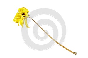 Wilted yellow chrysanthemum flower isolated on white background