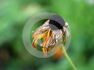 Wilted Yellow Flower